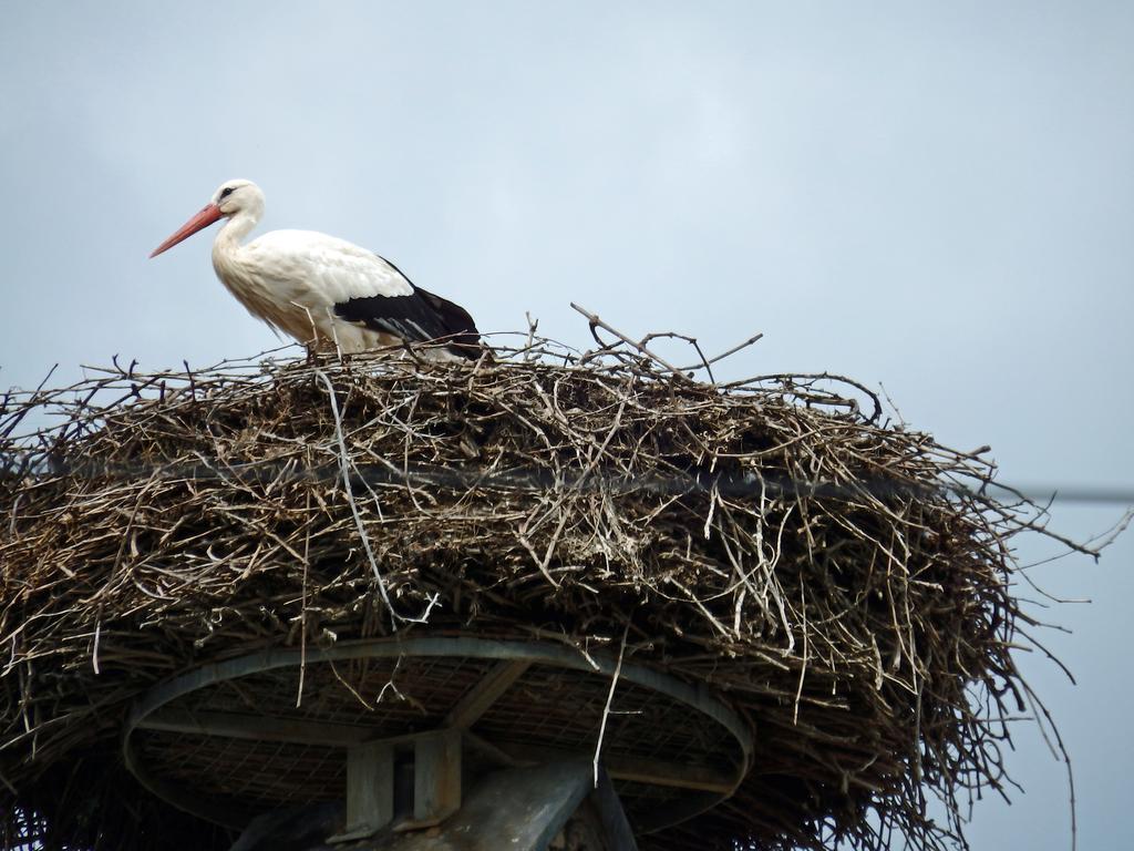 La Maison Des Tanneurs Ribeauville  Bagian luar foto